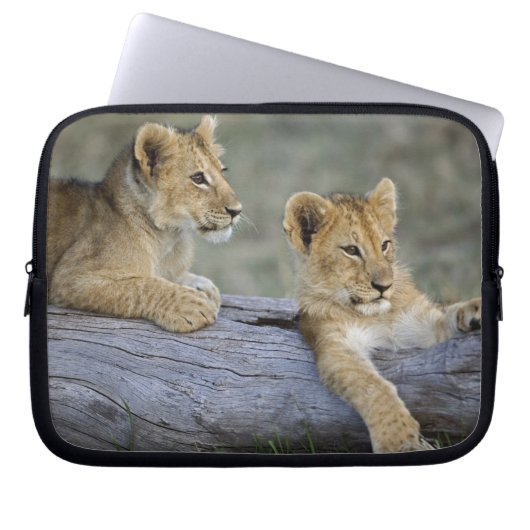 Lion Cubs auf Log Laptopschutzhülle (Vorderseite)