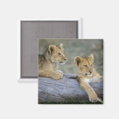 Lion Cubs auf Log Magnet (Vorderseite/Rückseite)