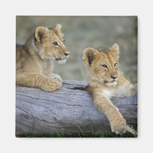 Lion Cubs auf Log Magnet