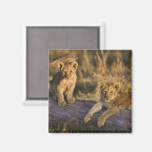 Lion Cubs auf Log Magnet (Vorderseite/Rückseite)