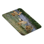 Lion Cubs auf Log Magnet (Rechte Seite)
