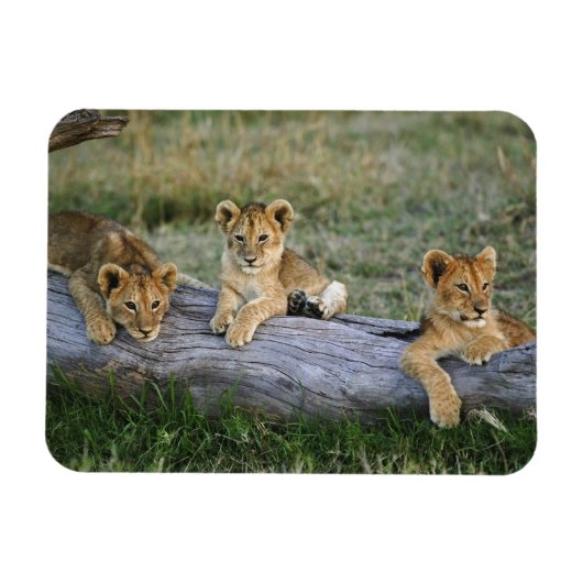 Lion Cubs auf Log Magnet (Horizontal)