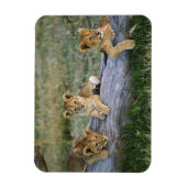 Lion Cubs auf Log Magnet (Vertikal)