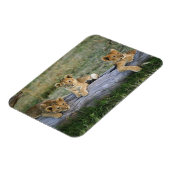 Lion Cubs auf Log Magnet (Linke Seite)