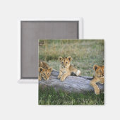 Lion Cubs auf Log Magnet (Vorderseite/Rückseite)