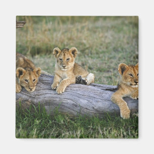 Lion Cubs auf Log Magnet