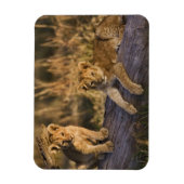 Lion Cubs auf Log Magnet (Vertikal)