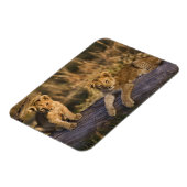 Lion Cubs auf Log Magnet (Linke Seite)