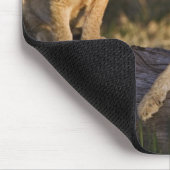 Lion Cubs auf Log Mousepad (Ecke)