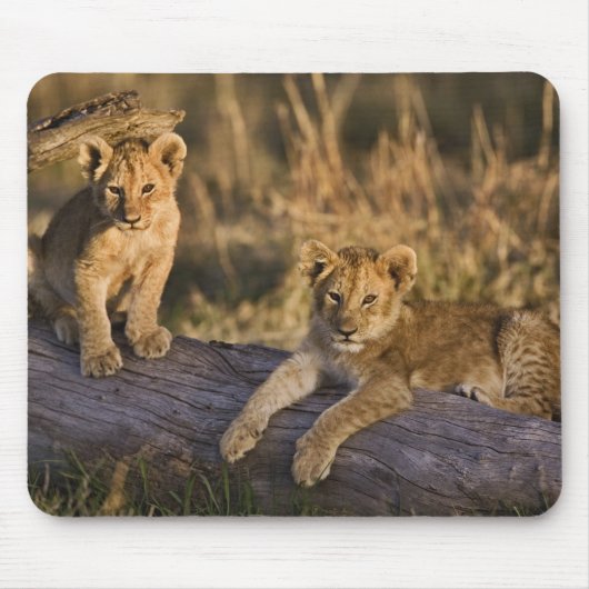Lion Cubs auf Log Mousepad (Vorne)