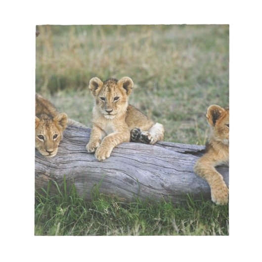 Lion Cubs auf Log Notizblock (Vorderseite)