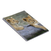 Lion Cubs auf Log Notizblock (Rechte Seite)
