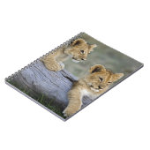 Lion Cubs auf Log Notizblock (Linke Seite)