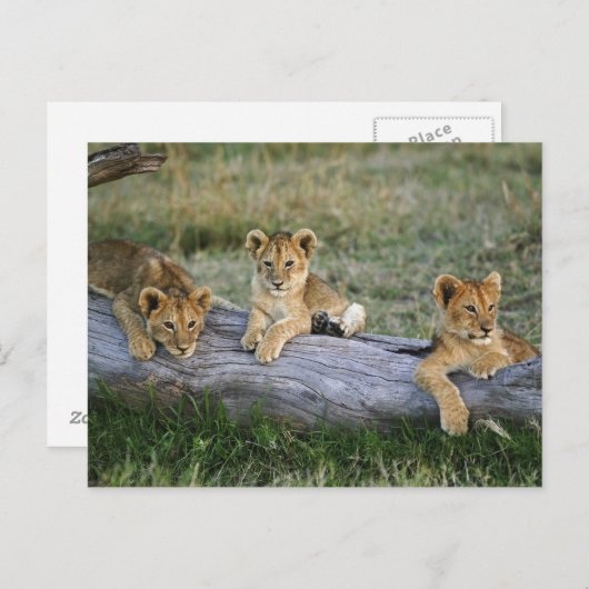 Lion Cubs auf Log Postkarte (Vorne/Hinten)