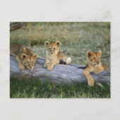 Lion Cubs auf Log Postkarte (Vorderseite)