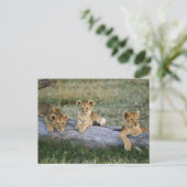 Lion Cubs auf Log Postkarte (Stehend Vorderseite)
