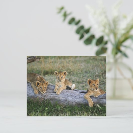 Lion Cubs auf Log Postkarte (Stehend Vorderseite)