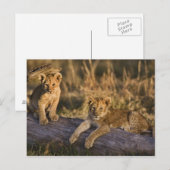 Lion Cubs auf Log Postkarte (Vorne/Hinten)