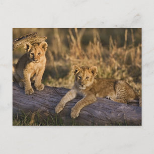 Lion Cubs auf Log Postkarte