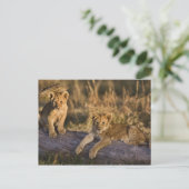 Lion Cubs auf Log Postkarte (Stehend Vorderseite)