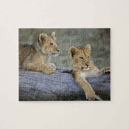 Lion Cubs auf Log Puzzle (Horizontal)