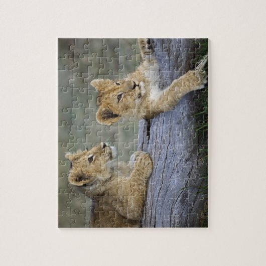 Lion Cubs auf Log Puzzle (Vertikal)