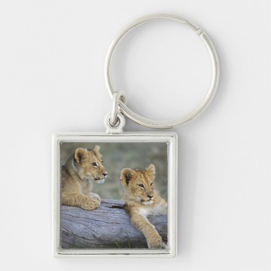 Lion Cubs auf Log Schlüsselanhänger (Vorne)