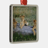 Lion Cubs auf Log Silbernes Ornament (Rechts)
