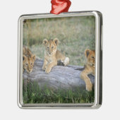 Lion Cubs auf Log Silbernes Ornament (Links)