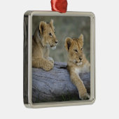 Lion Cubs auf Log Silbernes Ornament (Rechts)