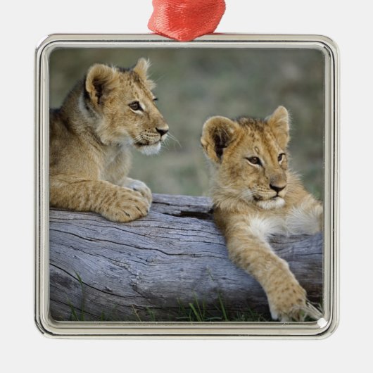 Lion Cubs auf Log Silbernes Ornament (Vorne)