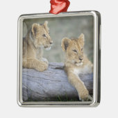 Lion Cubs auf Log Silbernes Ornament (Links)