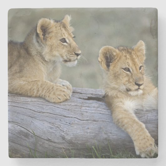 Lion Cubs auf Log Steinuntersetzer (Vorderseite)