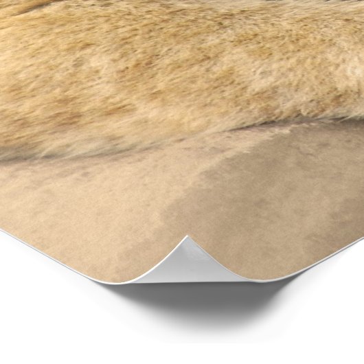 Lion Cubs beste Freunde Poster (Ecke)