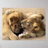 Lion Cubs beste Freunde Poster (Vorne)