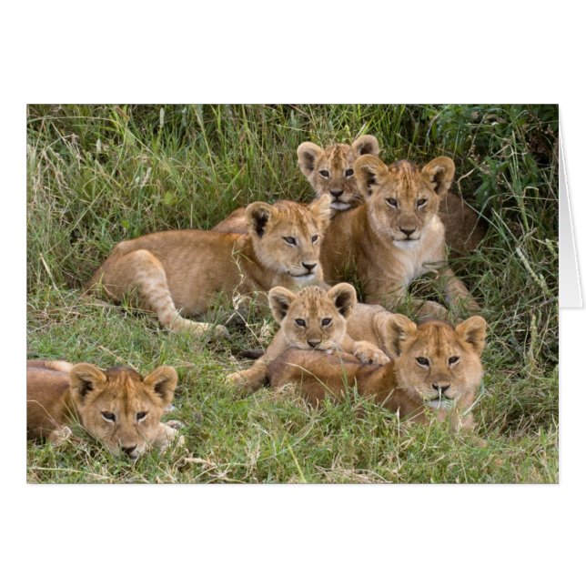 Lion Cubs Cards (Vorderseite (Horizontal))