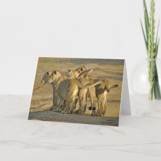 Lion Cubs Karte (Vorderseite)