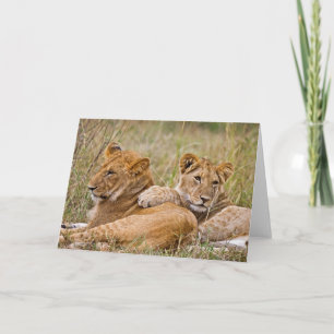 Lion Cubs Lounging Karte