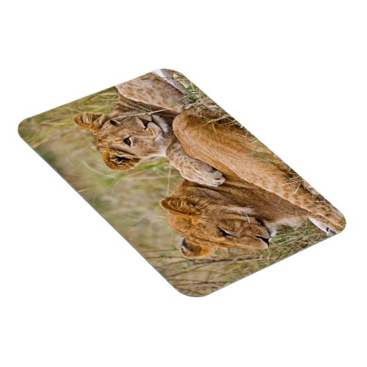 Lion Cubs Lounging Magnet (Rechte Seite)