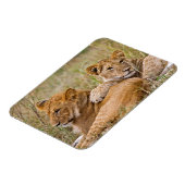 Lion Cubs Lounging Magnet (Linke Seite)
