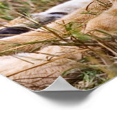 Lion Cubs Lounging Poster (Ecke)