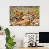 Lion Cubs Lounging Poster (Heimbüro)
