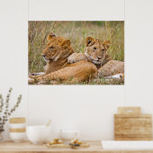 Lion Cubs Lounging Poster (Küche)