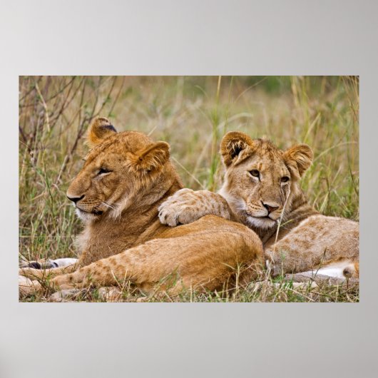 Lion Cubs Lounging Poster (Vorne)