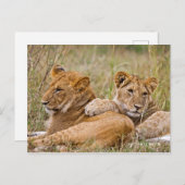 Lion Cubs Lounging Postkarte (Vorne/Hinten)
