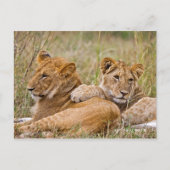 Lion Cubs Lounging Postkarte (Vorderseite)