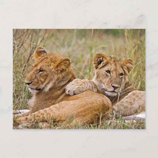 Lion Cubs Lounging Postkarte (Vorderseite)
