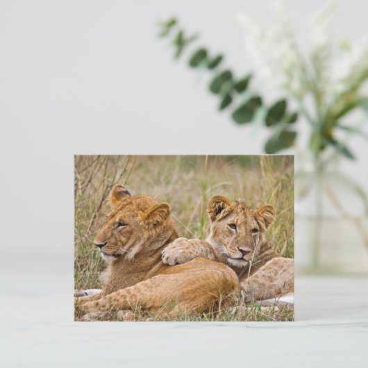 Lion Cubs Lounging Postkarte (Stehend Vorderseite)