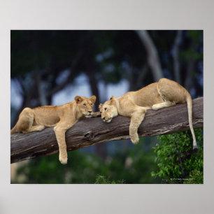 Lion cubs lying on tree branch , Kenya , Africa Poster