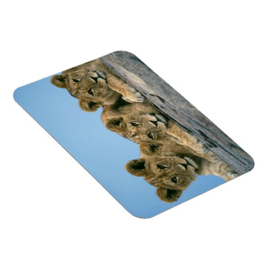 Lion Cubs Magnet (Rechte Seite)